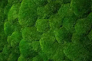 ballmoss yosun detayı