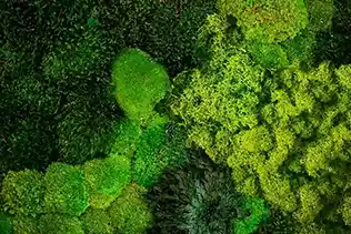 natural trio yosun duvar detayı