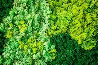 reindeer mossyosun duvar detayı