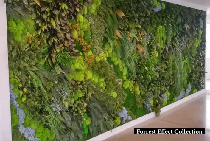 duvar bitkilendirme mumyalanmış bitkiler