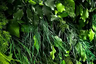 forrest yosun duvar uygulaması