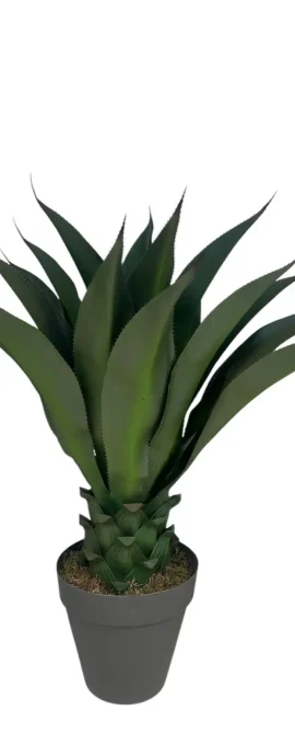 agave 100 cm