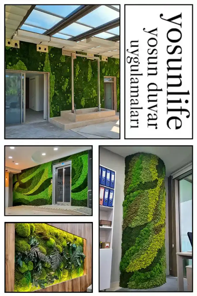 yosunlife yosun duvar uygulamaları