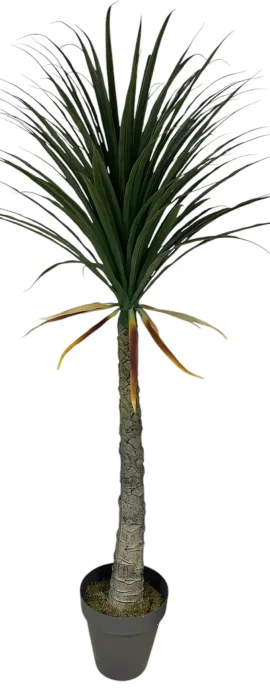 yapay marginata 150 cm